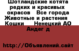 Шотландские котята редких и красивых  окрасов - Все города Животные и растения » Кошки   . Ненецкий АО,Андег д.